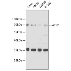 ATF2 Rabbit pAb