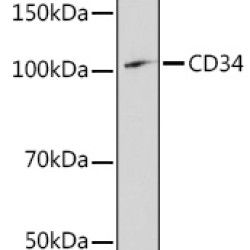 CD34 Rabbit pAb