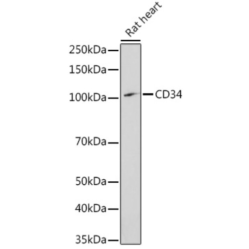 CD34 Rabbit pAb
