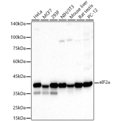 eIF2α Rabbit pAb