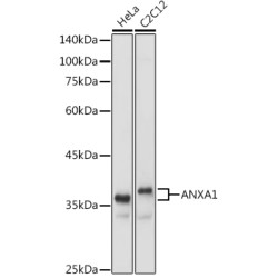 ANXA1 Rabbit pAb