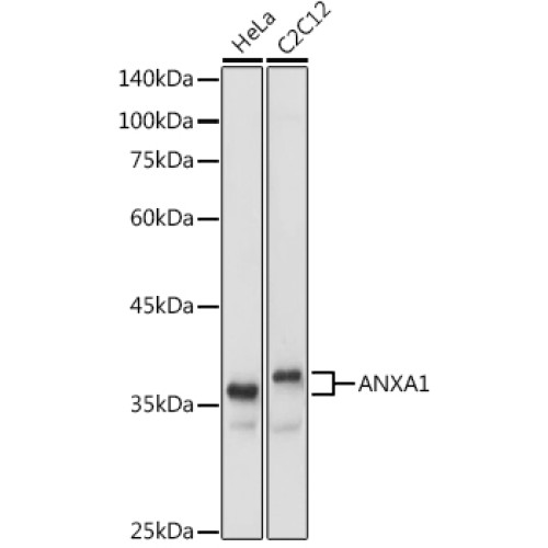 ANXA1 Rabbit pAb