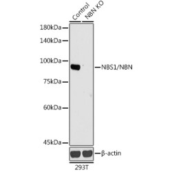 [KO Validated] NBS1/NBN Rabbit pAb