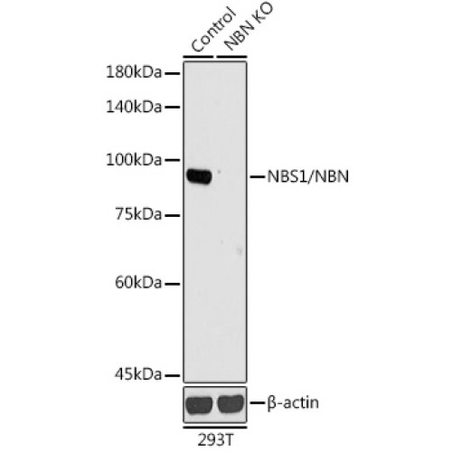 [KO Validated] NBS1/NBN Rabbit pAb