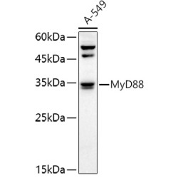 MyD88 Rabbit pAb