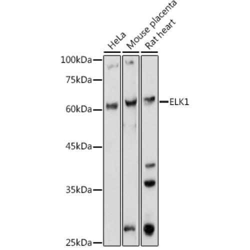 ELK1 Rabbit pAb