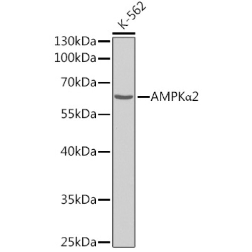 AMPKα2 Rabbit pAb