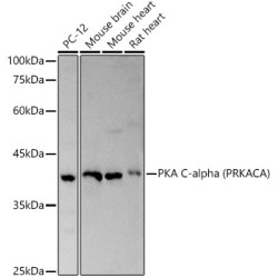 PKA C-alpha (PRKACA) Rabbit pAb