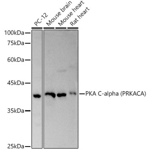 PKA C-alpha (PRKACA) Rabbit pAb