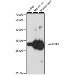 Calbindin Rabbit pAb