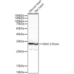 VDAC1 / Porin Rabbit pAb