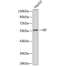AIF Rabbit pAb