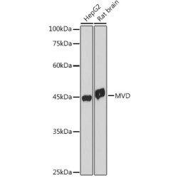 MVD Rabbit mAb