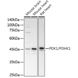 PDK1/PDHK1 Rabbit pAb