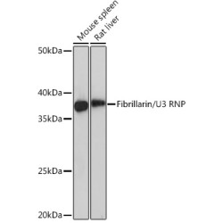 Fibrillarin/U3 RNP Rabbit mAb