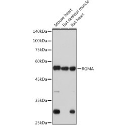 RGMA Rabbit mAb