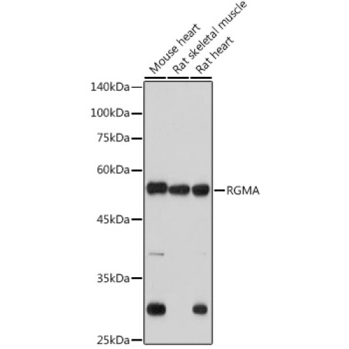 RGMA Rabbit mAb