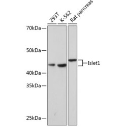 Islet1 Rabbit mAb