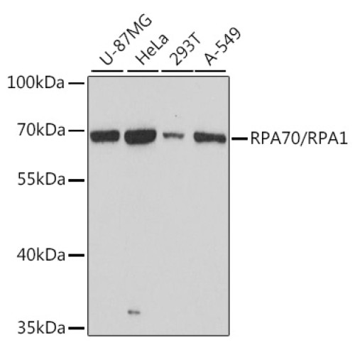 RPA70/RPA1 Rabbit pAb