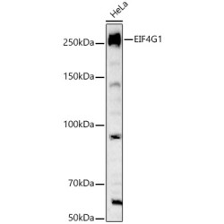 EIF4G1 Rabbit pAb