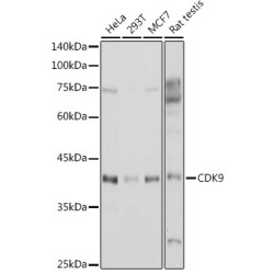 CDK9 Rabbit pAb