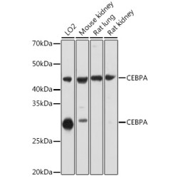 CEBPA Rabbit pAb