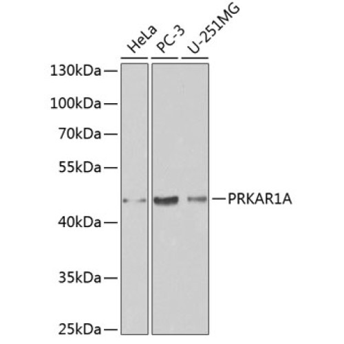 [KO Validated] PRKAR1A Rabbit pAb
