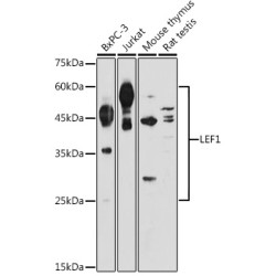 LEF1 Rabbit pAb