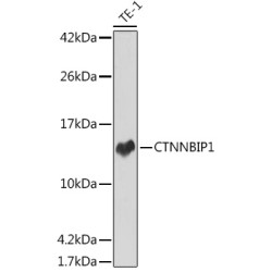 CTNNBIP1 Rabbit mAb