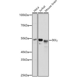 IKKγ Rabbit pAb