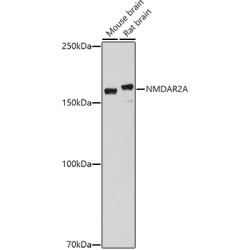 NMDAR2A Rabbit pAb