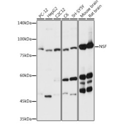 NSF Rabbit pAb