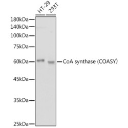 CoA synthase (COASY） Rabbit mAb