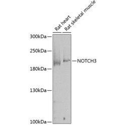 NOTCH3 Rabbit pAb