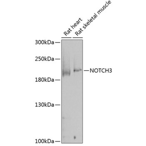 NOTCH3 Rabbit pAb