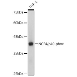 NCF4/p40-phox Rabbit mAb