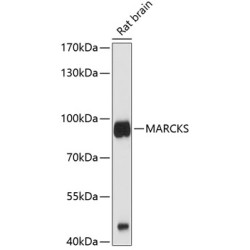 MARCKS Rabbit pAb