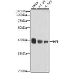 HFE Rabbit mAb