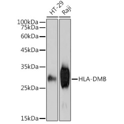 HLA-DMB Rabbit mAb