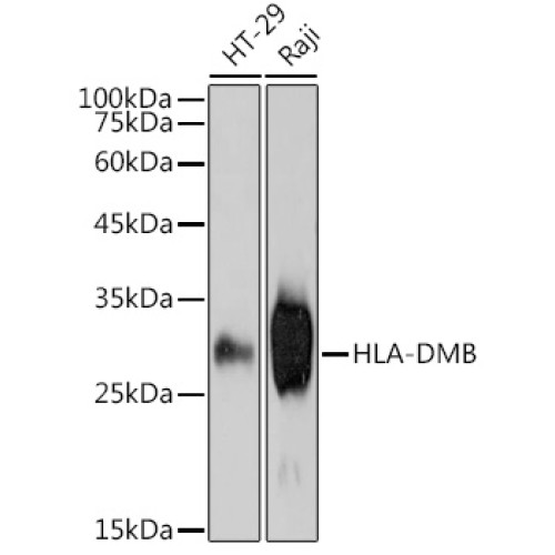 HLA-DMB Rabbit mAb