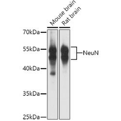 NeuN Rabbit pAb