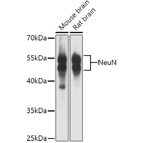 NeuN Rabbit pAb