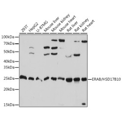 ERAB/HSD17B10 Rabbit mAb