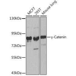 γ-Catenin Rabbit pAb