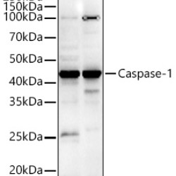 Caspase-1 Rabbit pAb