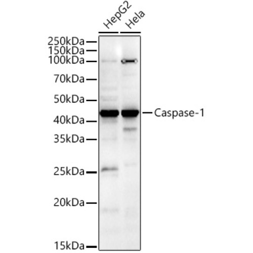Caspase-1 Rabbit pAb