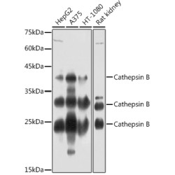 Cathepsin B Rabbit pAb
