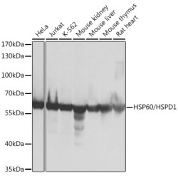 HSP60/HSPD1 Rabbit pAb