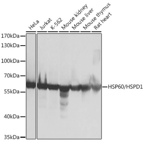 HSP60/HSPD1 Rabbit pAb