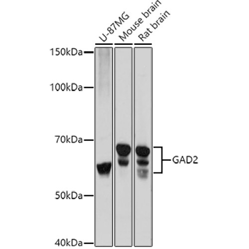 GAD65/GAD2 Rabbit pAb